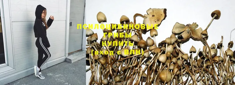 Галлюциногенные грибы MAGIC MUSHROOMS  Кизилюрт 